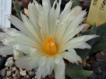 Ariocarpus trigonus var horaceki